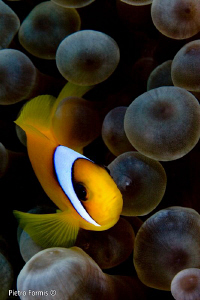 Anemone fish by Pietro Formis 
